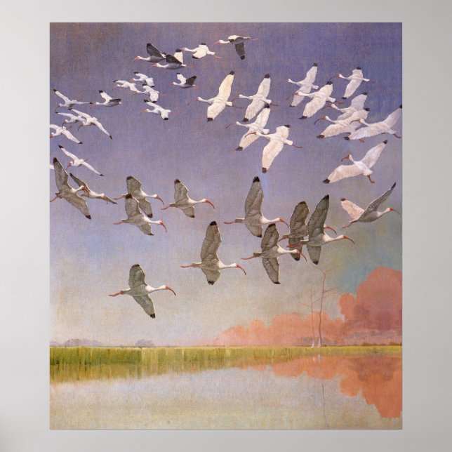 Poster Vestige d'Ibis survolant les zones humides, les oi (Devant)