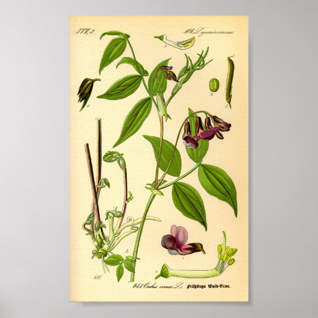Poster Vetch printanière (Lathyrus vernus) (Devant)