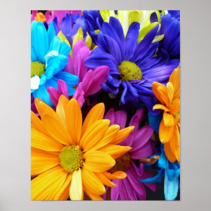 Poster Vibrant Gerbera Daisy