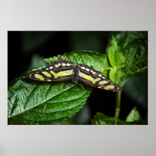 Poster Vibrant Green Print