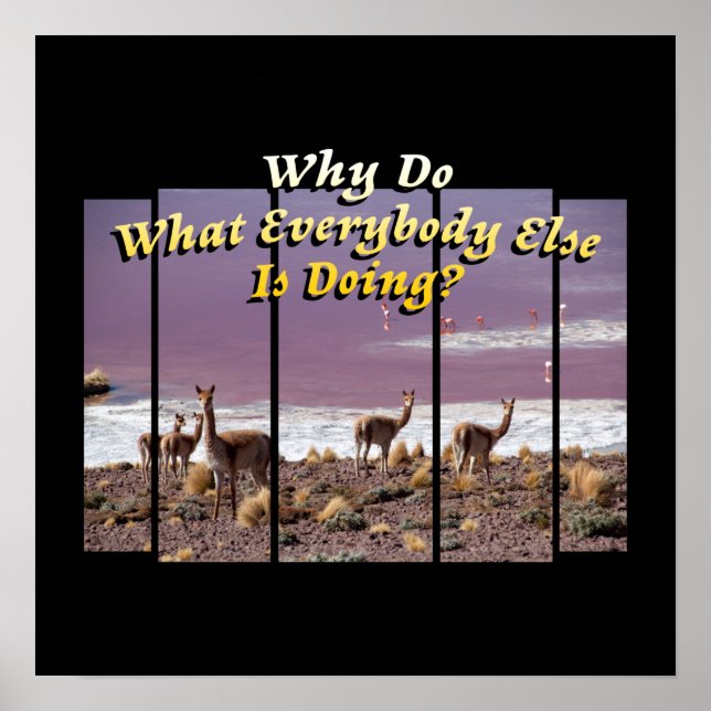 Poster Vicuña Guanaco Lover - Devis d'aventure voyage (Devant)