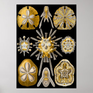 Poster Vie Macro-aquatique ~ Haeckel ~ Urchines de mer