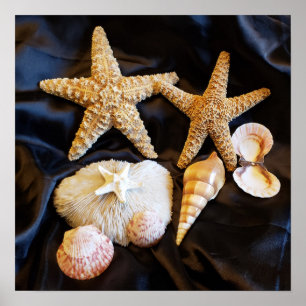 Poster vie marine de coquillages d'étoiles de mer