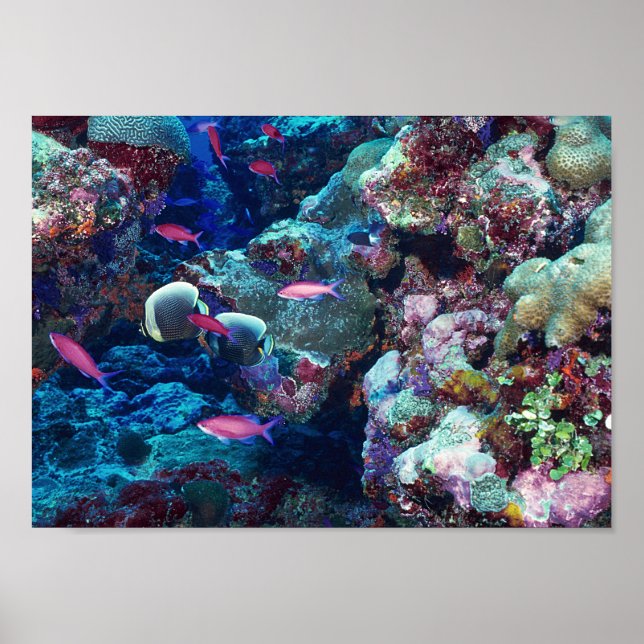 Poster Vie marine tropicale (Devant)