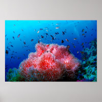 Vie marine tropicale Corail anémoné rose