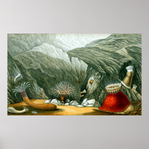 Poster Vie sous-marine Cinq sur dix