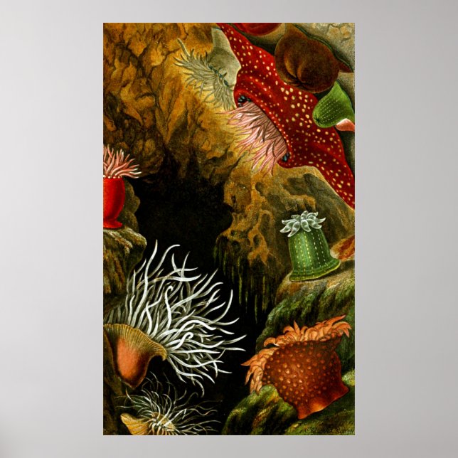 Poster Vie Sous-Marine Huit Sur Dix (Devant)