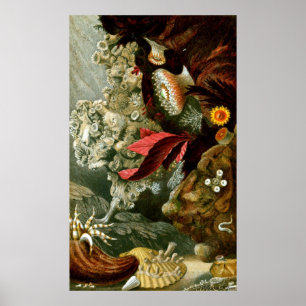 Poster Vie Sous-Marine Neuf Sur Dix