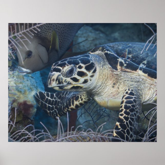 Poster Vie sous-marine : une tortue de mer à Hawksbill (Devant)