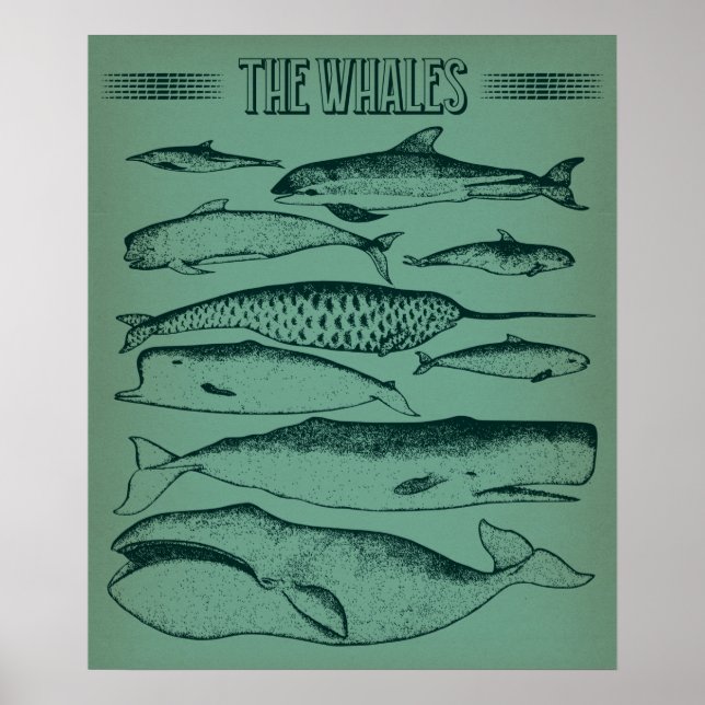 Poster Vieille illustration des baleines (Devant)