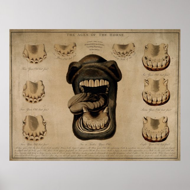 Poster Vieillissement Horse Bouche Dents Vieux Etching Aq (Devant)