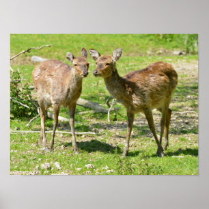 Poster Vietnamese sika deer on grass