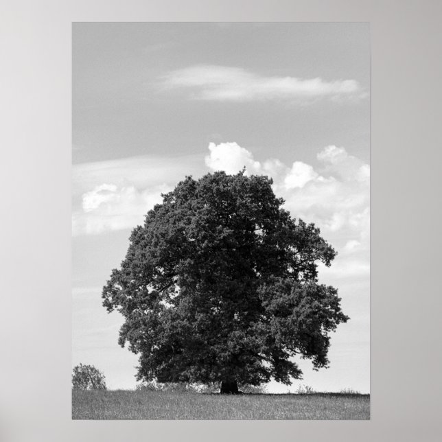 Poster Vieux arbre (Devant)
