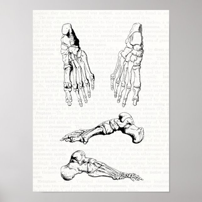 Poster Vieux art Médicale Anatomie humaine os du pied (Devant)