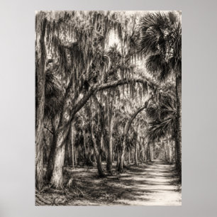 Poster Vieux chêne de Floride Hammock Graphite Croquis