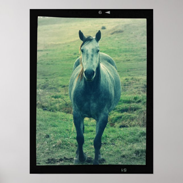 Poster Vieux Cheval Photo Sur Film Art numérique (Devant)