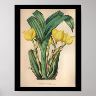 Poster Vieux Vintage Orchidée Fleur Imprimer Jaune