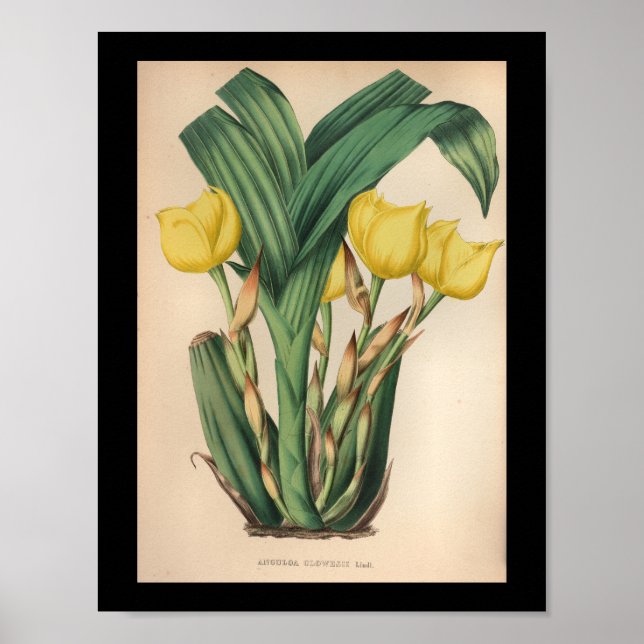 Poster Vieux Vintage Orchidée Fleur Imprimer Jaune (Devant)