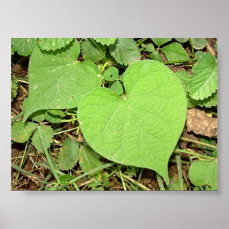 Poster vigne de forme cardiaque