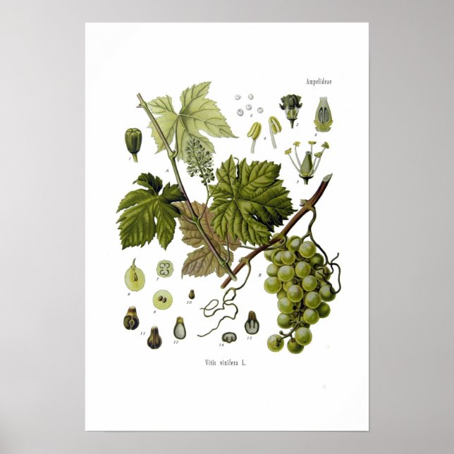 Poster Vigne de raisin (Devant)