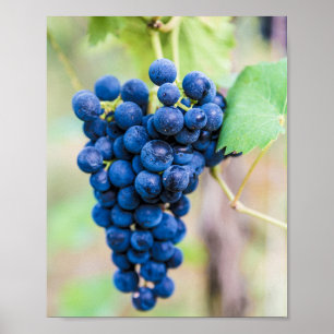 Poster Vigne de raisin pour vin et vigneron cadeau