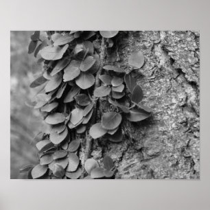 Poster Vigne feuillue Sur Arbre En Blanc Noir