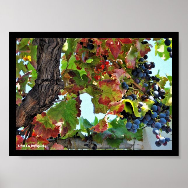 Poster Vigne rouge rustique (Devant)