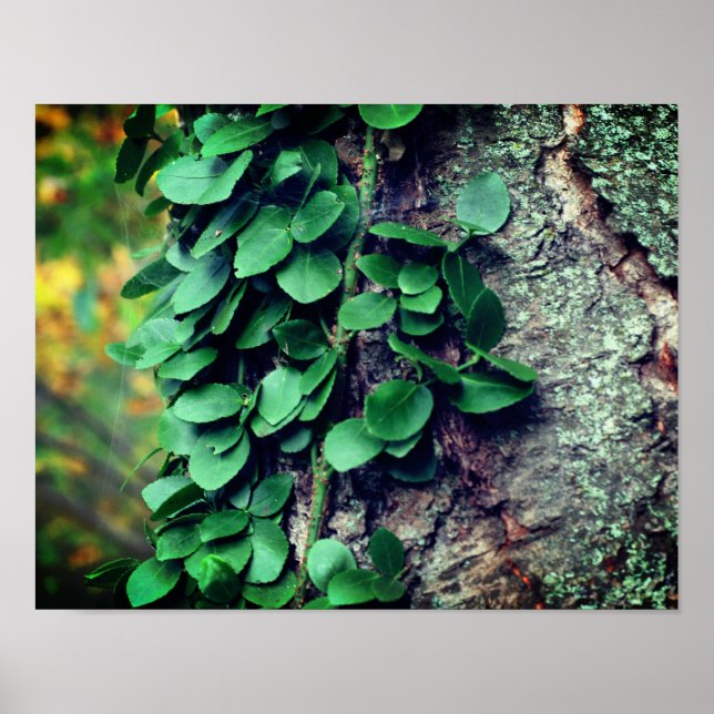 Poster Vigne verte feuillue qui pousse sur le tronc d'arb (Devant)