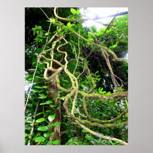 Poster Vignes de jungle