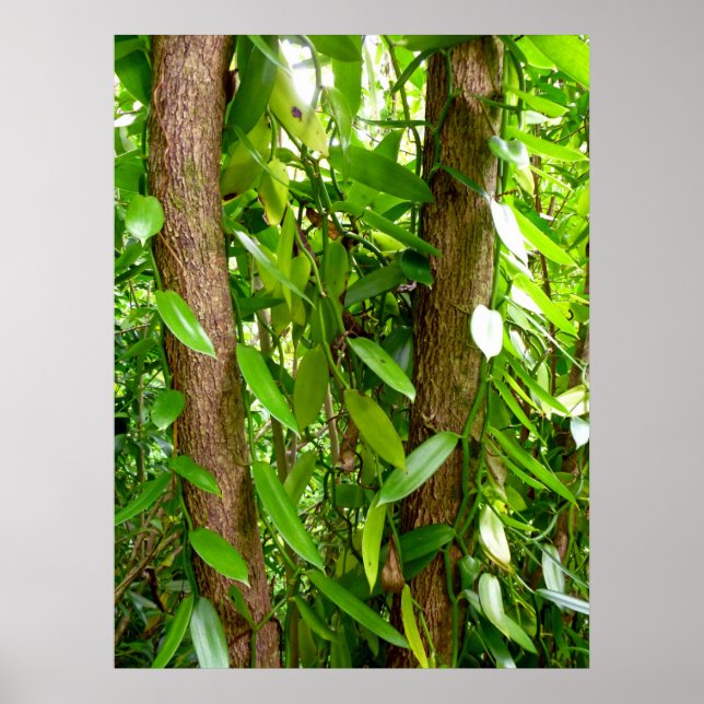 Poster Vignes d'orchidées de Vanille sauvage (Devant)