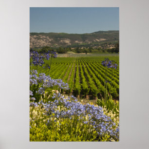Poster Vignoble californien et fleurs pourpres