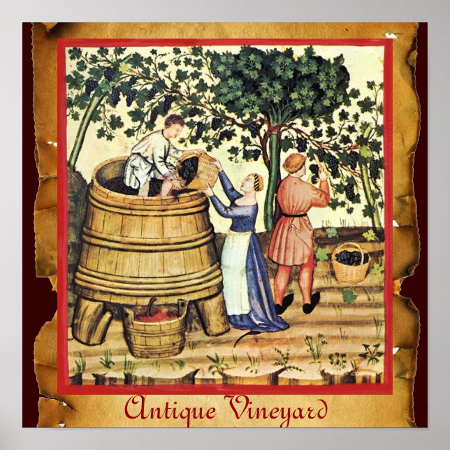 POSTER VIGNOBLE DE RAISIN ANTIQUE RÉCOLTE PARCHEMIN (Devant)