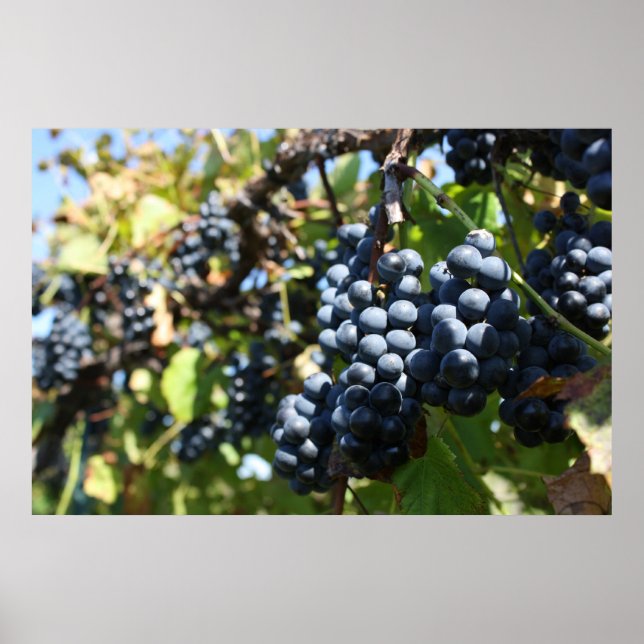 Poster Vignoble de raisins (Devant)