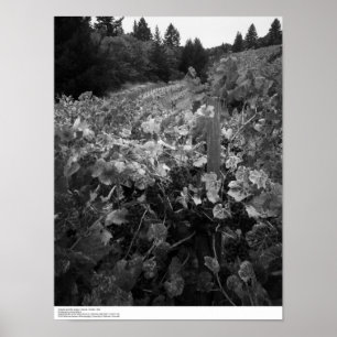 Poster Vignoble et collines, Draper Vineyard, 1966