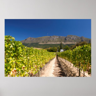 Poster Vignoble, Le Cap, Cap-Occidental, Afrique du Sud