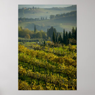 Poster Vignoble, Toscane, Italie