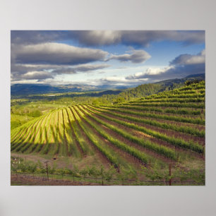 Poster Vignoble. Vallée de Napa. Napa. Comté de Napa,
