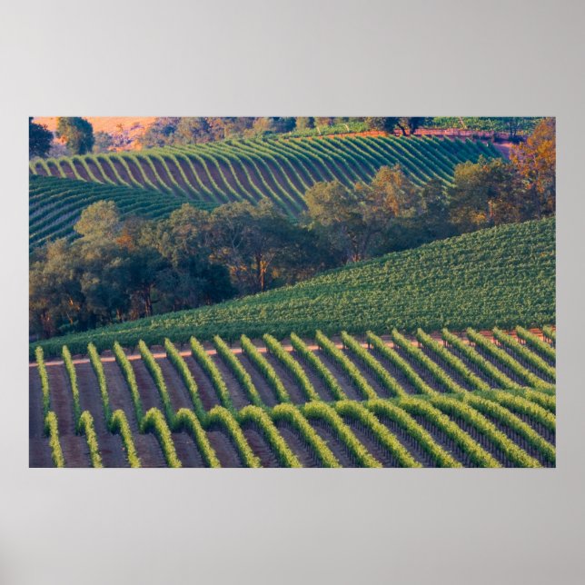 Poster Vignobles de la Vallée de la rivière russe (Devant)