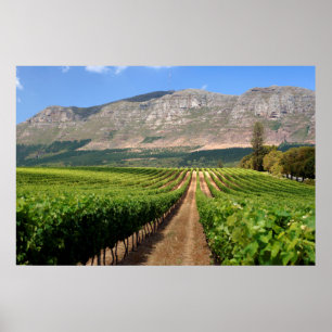 Poster Vignobles du domaine viticole Groot Constantia