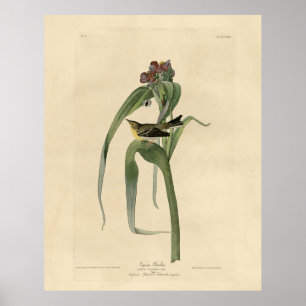 Poster Vigors Vireo (Paruline des pins) Audubon Birds Amé