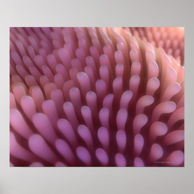 Poster Villi intestinal (Devant)