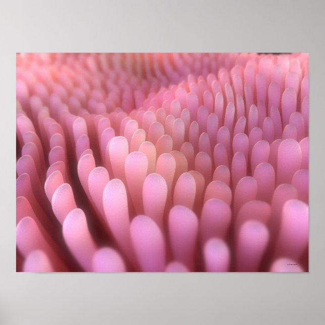 Poster Villi Intestinal 2 (Devant)