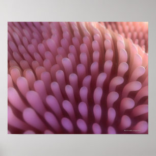 Poster Villus intestinaux