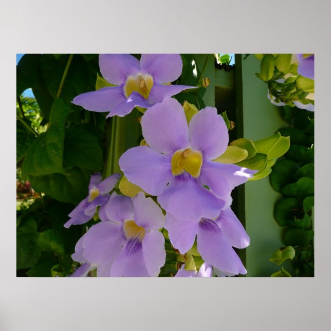 Poster Vin à fleurs Ciel Tropical Violet Floral (Devant)