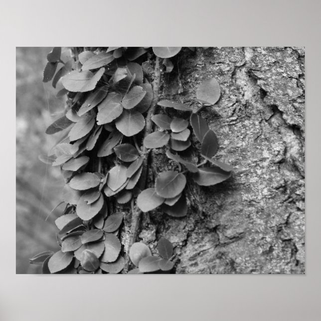 Poster Vin Feuillus Sur Arbre Noir Et Blanc (Devant)
