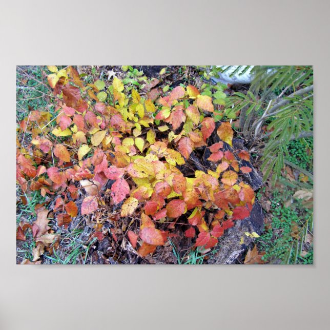 Poster Vin poison d'automne (Devant)