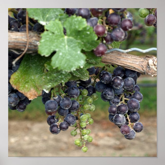 Poster Vin sur la vigne (Devant)