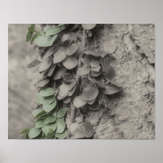 Poster Vin vert sur la couleur partielle de l'arbre (Devant)