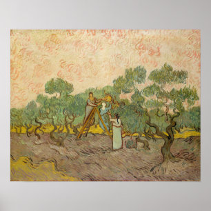 Poster Vincent van Gogh - Femmes cueillant des olives