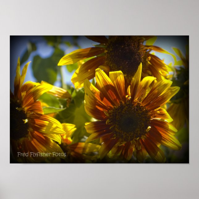 Poster Vinette noire tournesol été (Devant)
